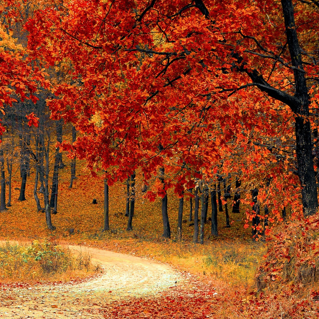 fall-autumn-red-season